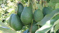 Avocados Organically Grown