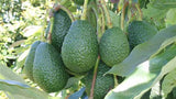 Avocados Organically Grown