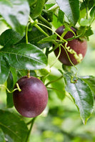 Frederick's Purple Passionfruit