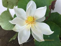 Yoga Lotus Aromatherapy Perfume